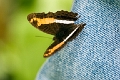 NYMPHALIDAE, Adelpha j. juruana